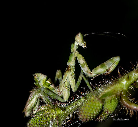 Manties05  Creobroter pictipennis,Geotagged,India,Indian flower mantis,Summer