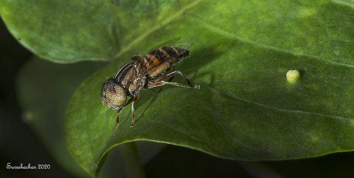 Eristalinus  Fall,Geotagged,India