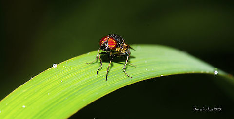 Fly on leaf  Geotagged,India,Summer