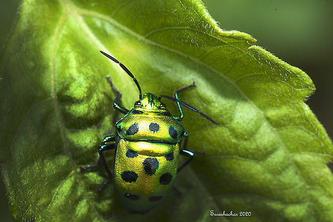 jewel_beetle  Butterfly,Fall,Geotagged,India,Insects,Jewel beetle