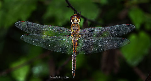 Dragonfly It was in early morning fog.. Dragon Fly,Fall,Geotagged,India,Insects