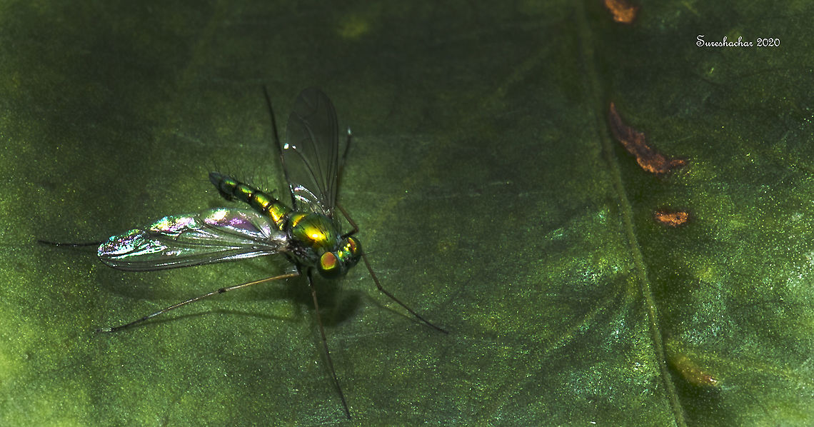 Condylostylus  Condylostylus,Fall,Fly,Geotagged,India,flying insects