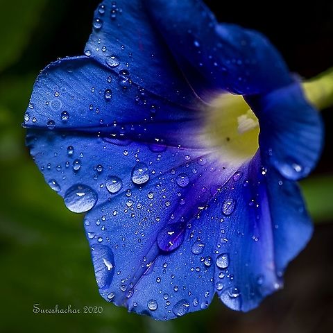 Common morning-glory Dew drops Dewdrops,Geotagged,India,flower,water