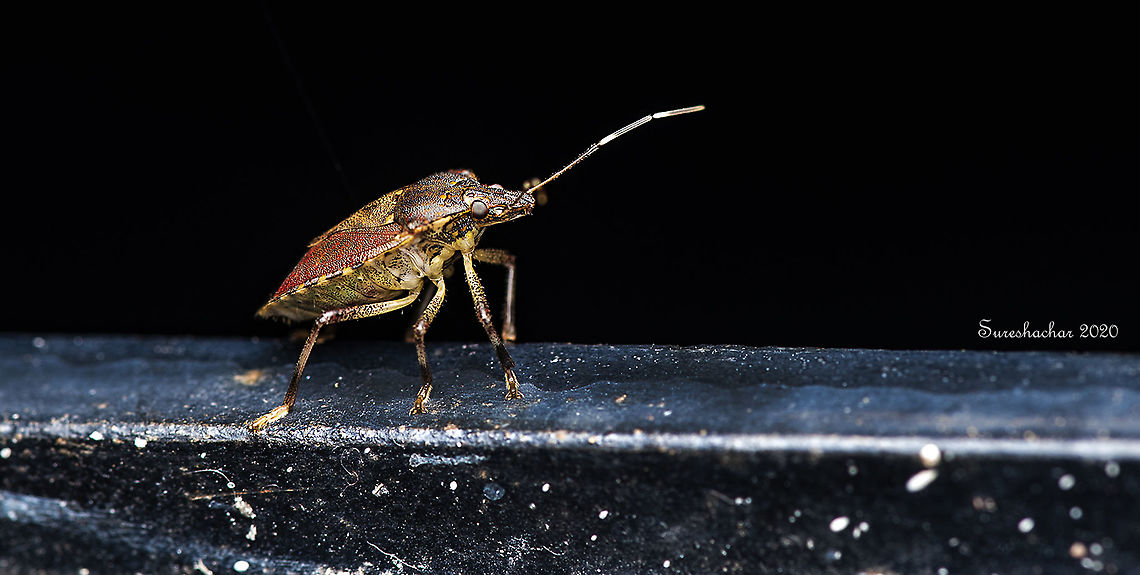 Brown marmorated stink bug Night shot. Brown marmorated stink bug,Fall,Geotagged,Halyomorpha halys,India,Macro,flying insects,shield bugs,signs of wildlife,wild