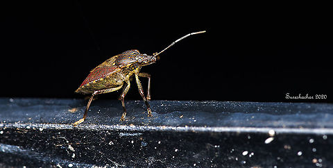 Brown marmorated stink bug Night shot. Brown marmorated stink bug,Fall,Geotagged,Halyomorpha halys,India,Macro,flying insects,shield bugs,signs of wildlife,wild