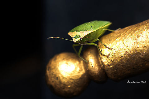 Green stink bug  Fall,Geotagged,India,Nezara viridula,Southern green stink bug,bug,flying insects