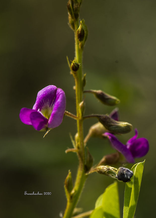 Tephrosia purpurea  Fall,Flowers,Geotagged,India,Tephrosia purpurea,Wild indigo,colourful,flower crab spider