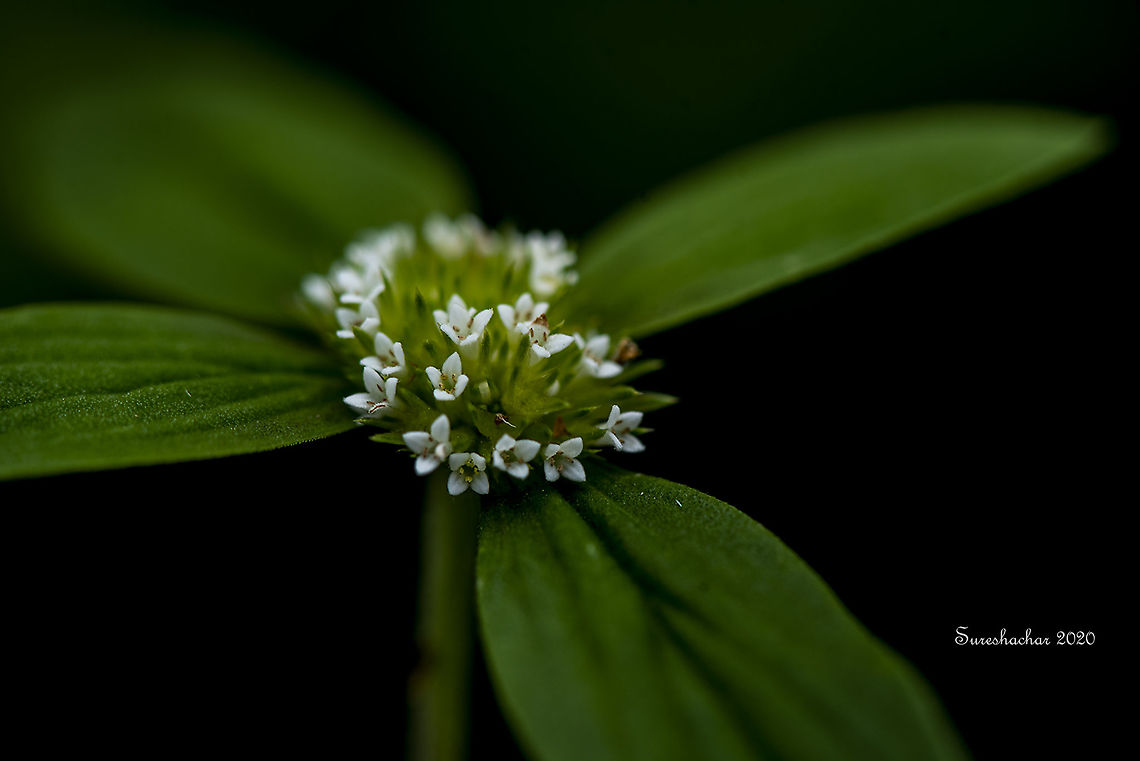 Spermacoce  Fall,Geotagged,India,Spermacoce,colourful,flower