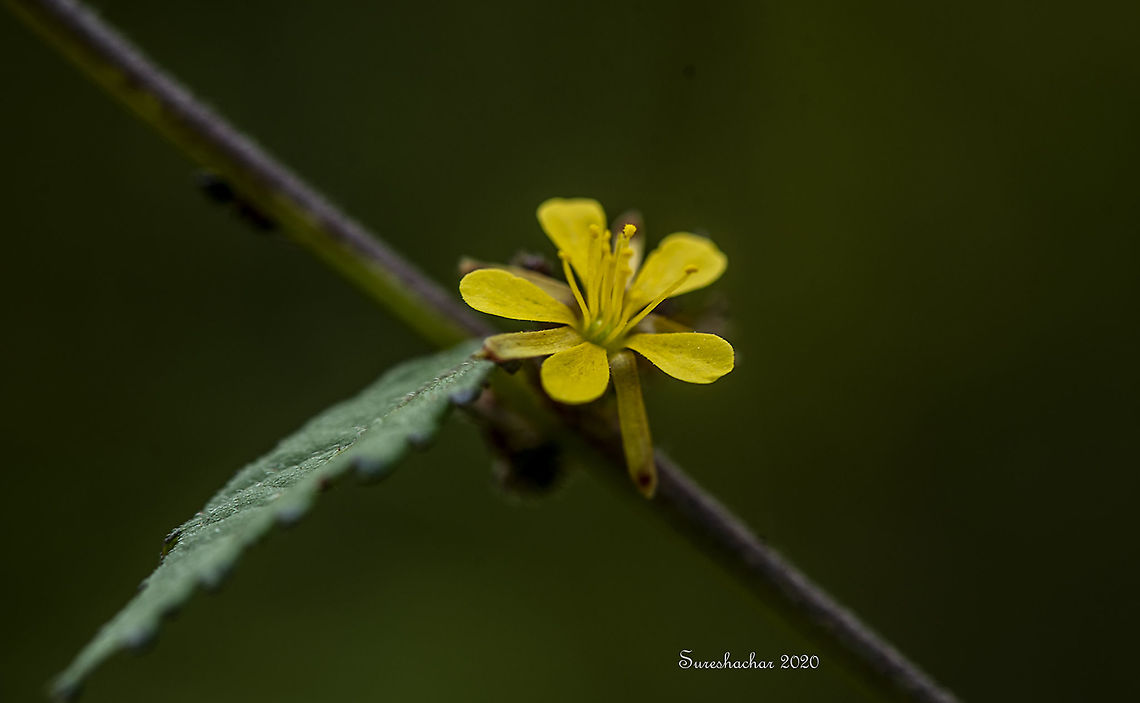 Triumfetta rhomboidea  Fall,Geotagged,India,Triumfetta rhomboidea,flower,flowering plant