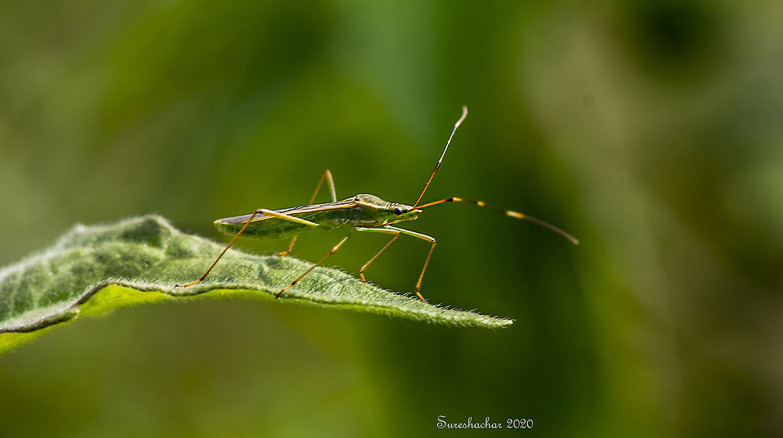 Rice ear bug  Bugs,Fall,Geotagged,India,Insects,Leptocorisa oratoria,Rice ear bug,flying insects