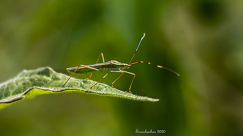 Rice ear bug  Bugs,Fall,Geotagged,India,Insects,Leptocorisa oratoria,Rice ear bug,flying insects