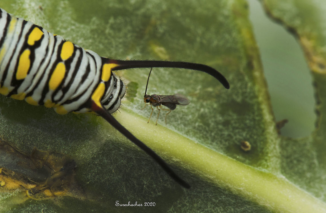 Caterpillero  Caterpillar