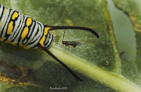 Caterpillero  Caterpillar