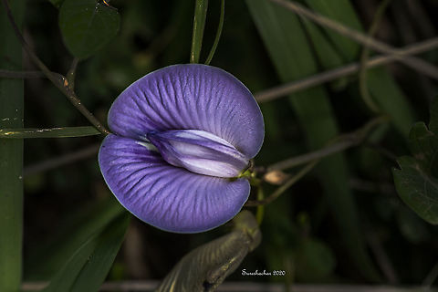 Spurred butterfly pea  Fall,Geotagged,India