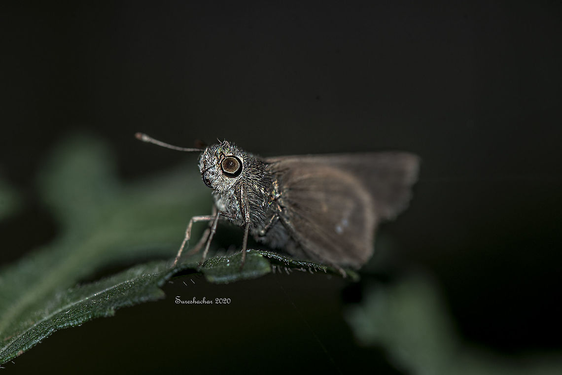 Eufala skipper  Insects,Macro,flying insects,skipper
