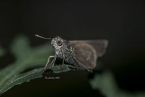Eufala skipper  Insects,Macro,flying insects,skipper