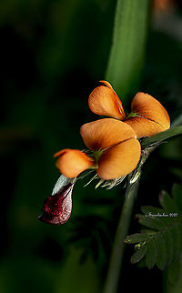 Chorizema  Chorizema,Fall,Geotagged,India,flower,macro