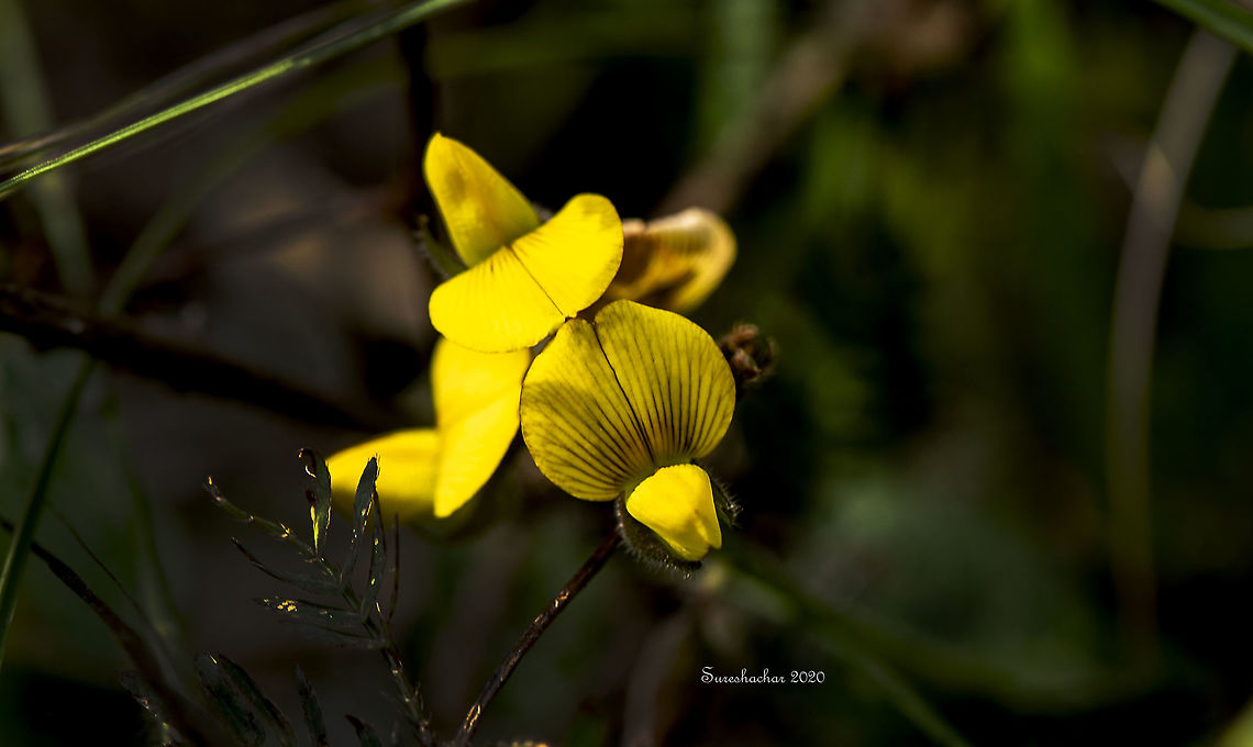 Rattlepods  Fall,Geotagged,India,Rattlepods,flower,macro