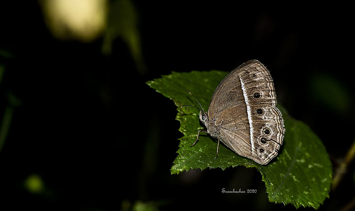 Long-brand bushbrown  Fall,Geotagged,India,Long-brand bushbrown,Mycalesis visala,butterflies,flying insects