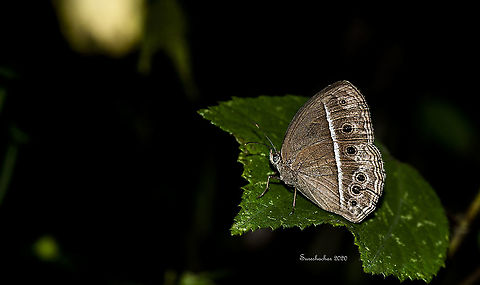 Long-brand bushbrown  Fall,Geotagged,India,Long-brand bushbrown,Mycalesis visala,butterflies,flying insects