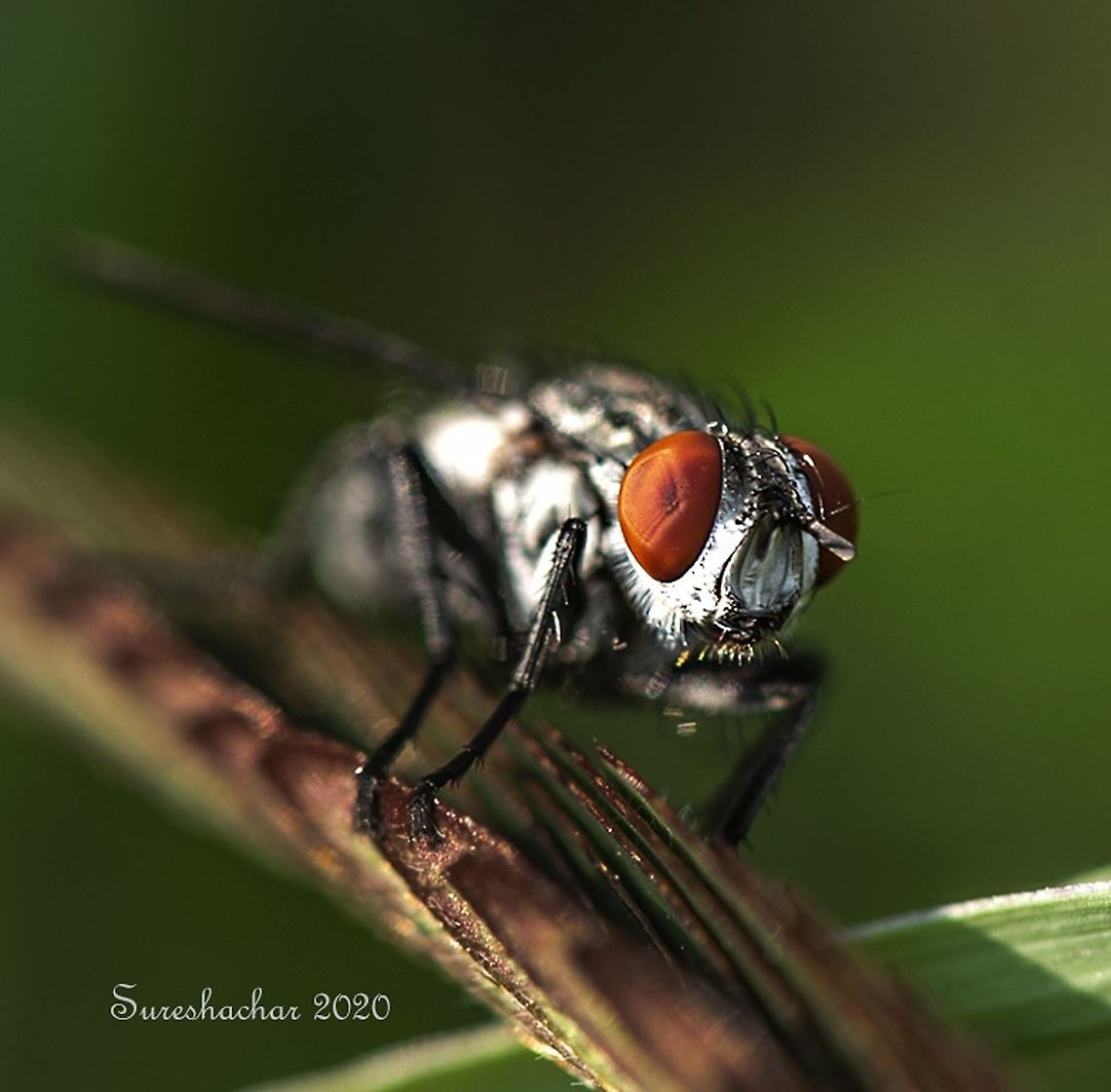 Sarcophaga carnaria  Common flesh fly,Geotagged,India,Sarcophaga carnaria,fly,macro