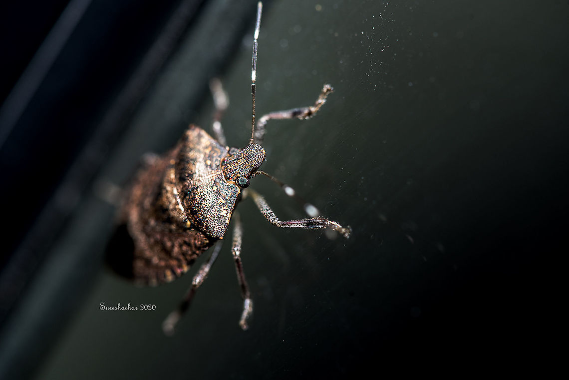 Brown marmorated stink bug  Brown marmorated stink bug,Bugs,Fall,Geotagged,Halyomorpha halys,India,insects,macro