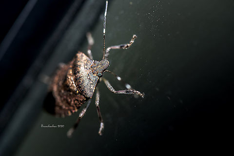 Brown marmorated stink bug  Brown marmorated stink bug,Bugs,Fall,Geotagged,Halyomorpha halys,India,insects,macro