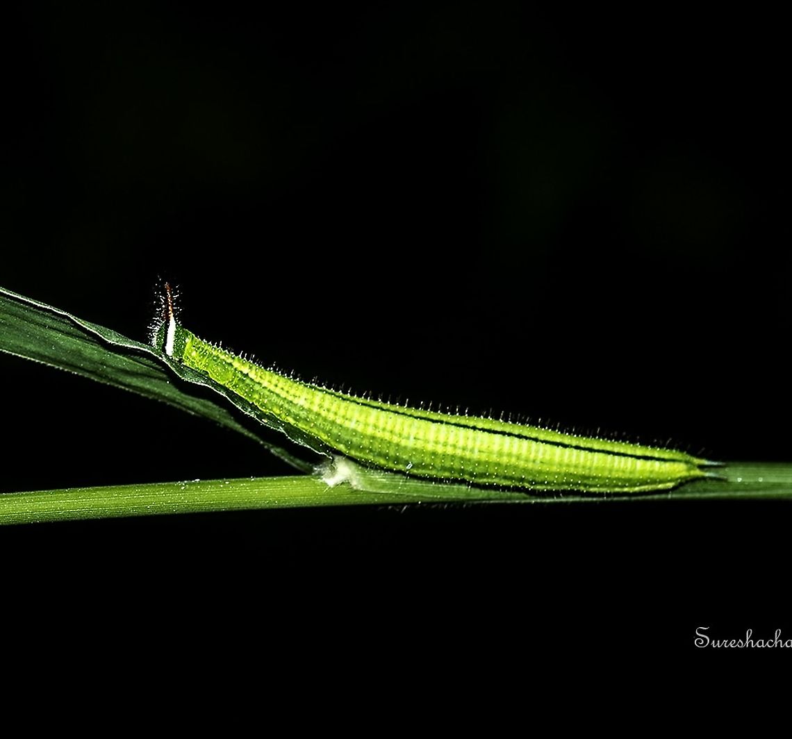 Palmfly Caterpillar - Elymnias sp.  Butterfly,Caterpillar,Elymnias,Geotagged,India