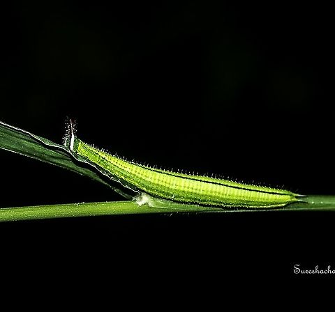 Palmfly Caterpillar - Elymnias sp.  Butterfly,Caterpillar,Elymnias,Geotagged,India