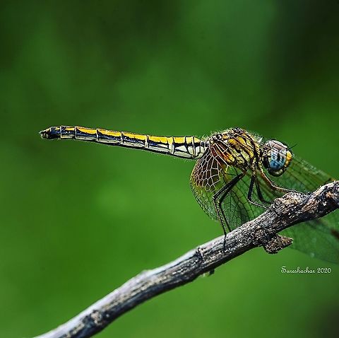Long Legged Marsh Glider