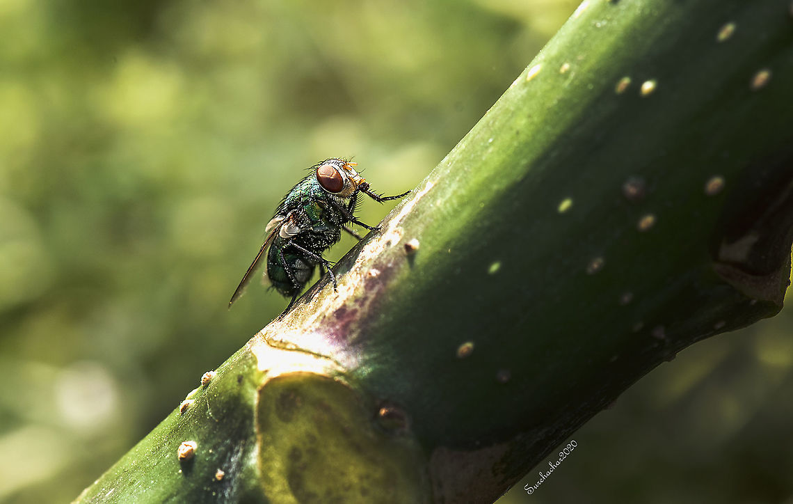 Common_green_bottle_fly  Fall,Geotagged,India