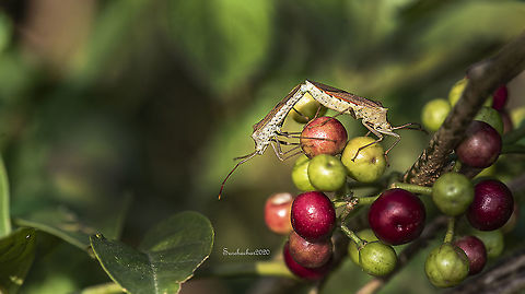 Rice_ear_bug Rice ear bug Fall,Geotagged,India,Insects of India,insects,macro