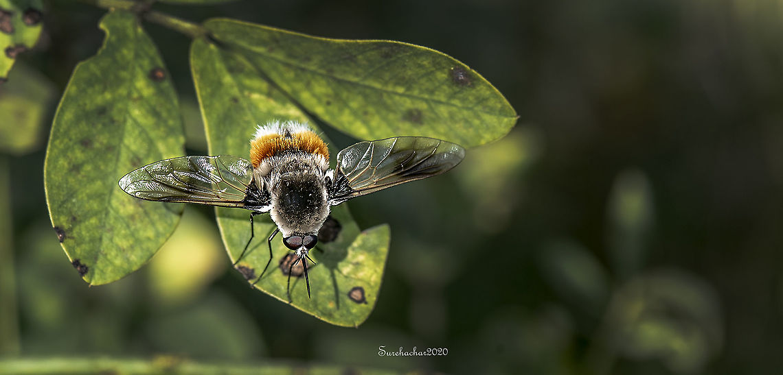 Greater bee fly  Fall,Geotagged,India,Insects,macro photography