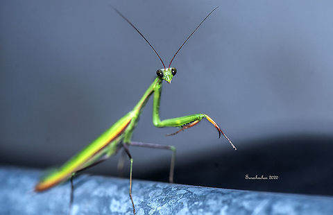 European mantis  European Mantis,Fall,Geotagged,India,Mantis religiosa,praying mantis