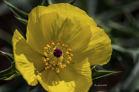 Mexican prickly poppy  Argemone mexicana,Fall,Flowers,Geotagged,India,Mexican Prickly Poppy,flying insects