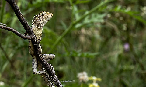 Oriental garden lizard  Butterfly,Calotes versicolor,Fall,Geotagged,India,Lizard,Oriental Garden Lizard,flying insects