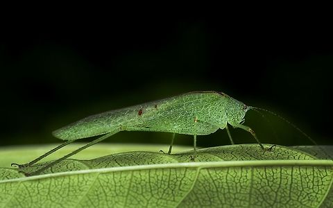 Phaneropterinae Found in Bangalore Geotagged,Mediterranean katydid