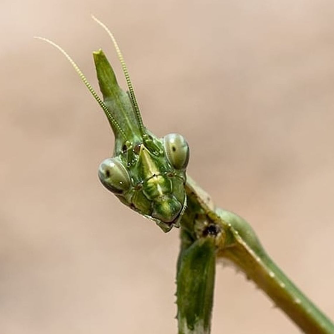 Ments Found in Bangalore Asian mantis,Geotagged,Hierodula patellifera,India,Macro,Mantis,insect