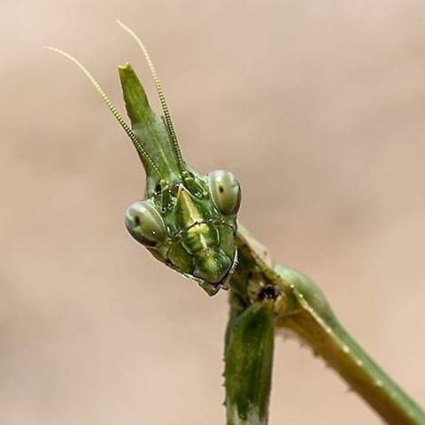 Ments Found in Bangalore Asian mantis,Geotagged,Hierodula patellifera,India,Macro,Mantis,insect