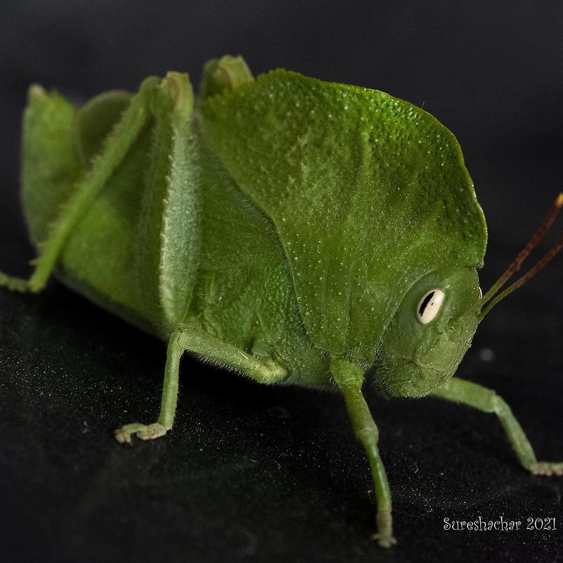 Grasshopper Found in Bangalore India Geotagged,Grasshopper,India,insect,wildlife