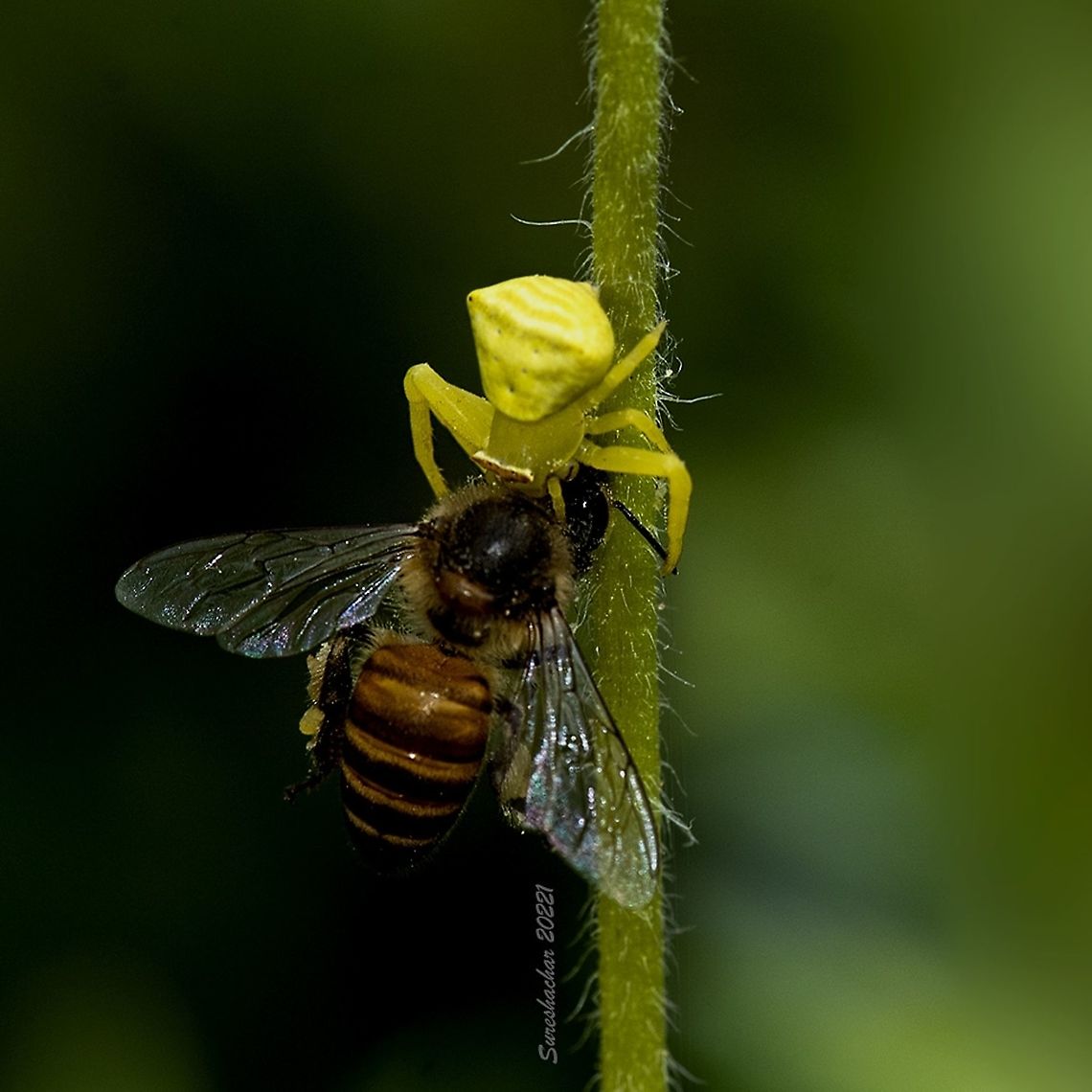 Crab spider Crab spider hunt Geotagged,India,Spider,insect
