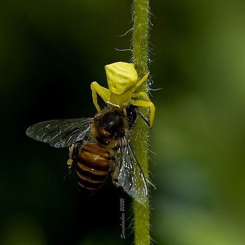 Crab spider Crab spider hunt Geotagged,India,Spider,insect