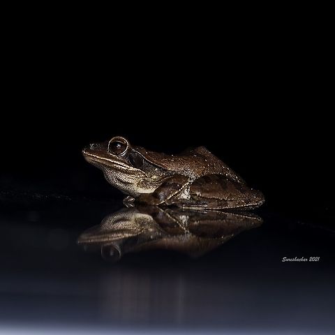 Common Tree frog Found in Bangalore Common tree frog,Eamw frogs,Geotagged,India,Polypedates leucomystax