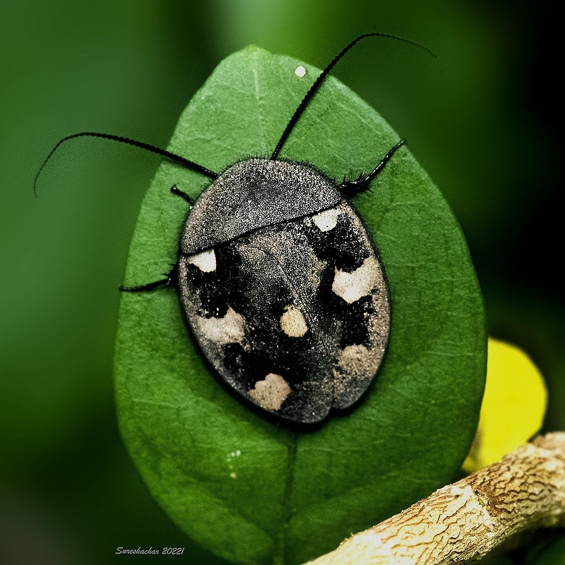 Indian Domino Cockroach  Geotagged,India,Therea petiveriana