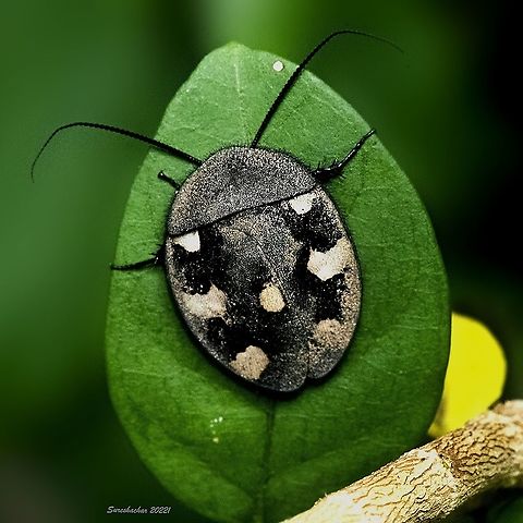 Indian Domino Cockroach  Geotagged,India,Therea petiveriana