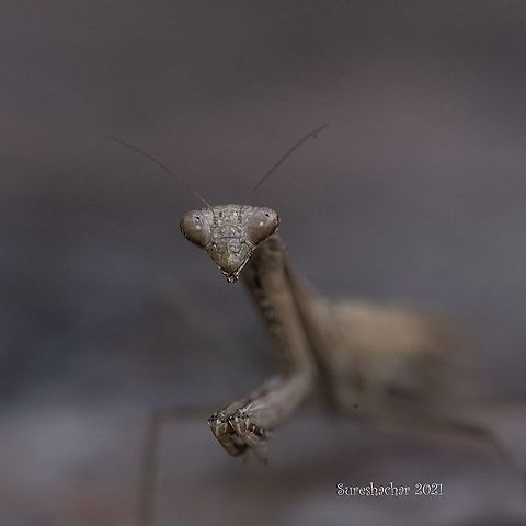 Mentis  Geotagged,India