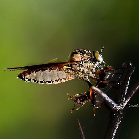 Robbery fly Found in Bangalore Geotagged,India,Insects,robber Fly