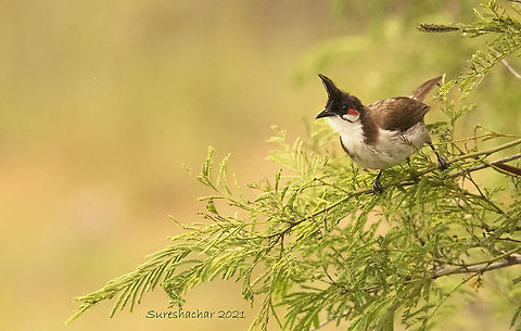 Red-whiskered Bulbul  Geotagged,India,Pycnonotus jocosus,Red Whiskered Bulbul,Summer