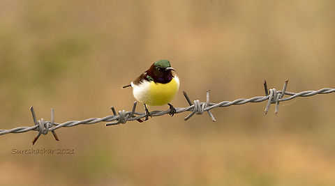Purple-rumped sunbird  Geotagged,India,Leptocoma zeylonica,Purple-rumped sunbird,Summer