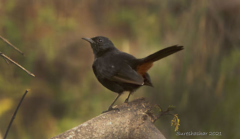 Indian robin  Copsychus fulicatus,Geotagged,India,Indian Robin,Summer